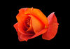 Orange Rose