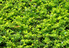 abstract garden background1