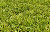 abstract garden background3