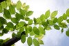 Green Leaves 1
