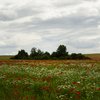Poppies