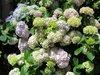 hortensia bush