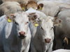 Cattle