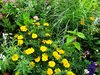 colorful garden