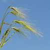 Wheat