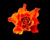 Vibrant Rose on black