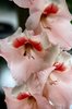 Gladioli