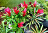 indoor garden colour2