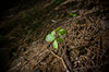 seedling