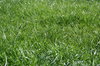 grass 1