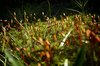 undergrowth
