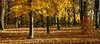 autumn park 1