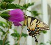 Summer Flutter Harvest