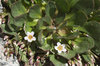 Rock plants