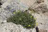 Rock plants