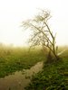 Old tree