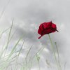 Poppies
