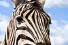 Zebra Profile
