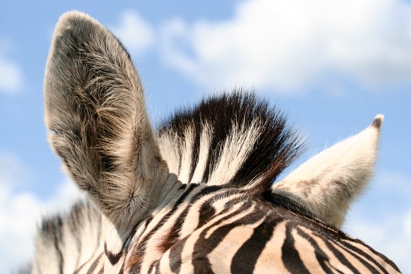 hairy close up