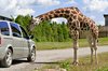 Gentle Giraffe