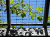 vine