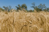 agriculture