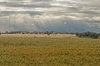 agriculture