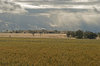 agriculture