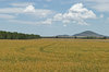 agriculture