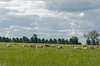 agriculture