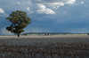 agriculture