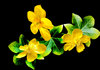 Rose of Sharon on black