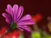 Purple Margerit