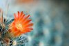 Cactus Flower Macro
