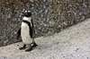 African Penguin