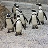 Penguin Posse