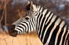 Zebra Close-up