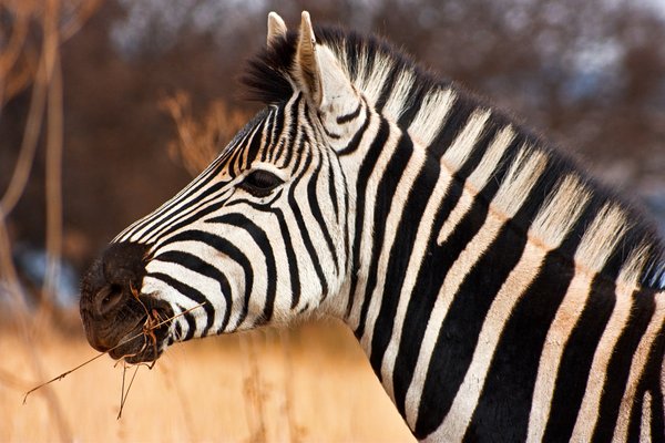 Free stock photos - Rgbstock - Free stock images | Zebra Close-up