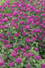Pink flowers