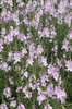 Pink flowers