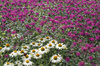 Pink and white flowers