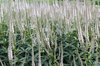 White flowers
