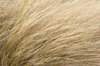 Ornamental grass texture