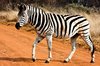 Strutting Zebra