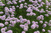 Mauve flowers