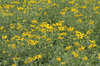 Yellow flowers