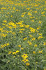 Yellow flowers