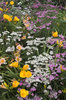 Summer flowers