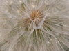 Dandelion pappi