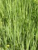 Fresh grass